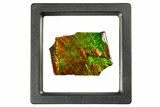 Iridescent Ammolite (Fossil Ammonite Shell) - Thin Slice #310337-1